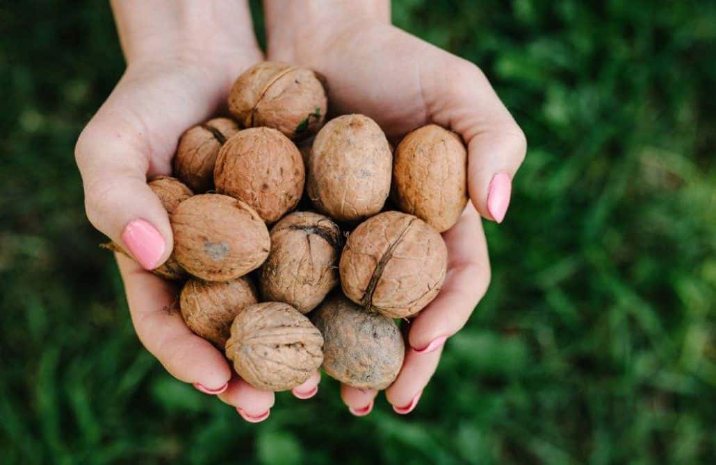 تصویر 1 از فروش گردو کاغذی مراغه + قیمت خرید به صرفه